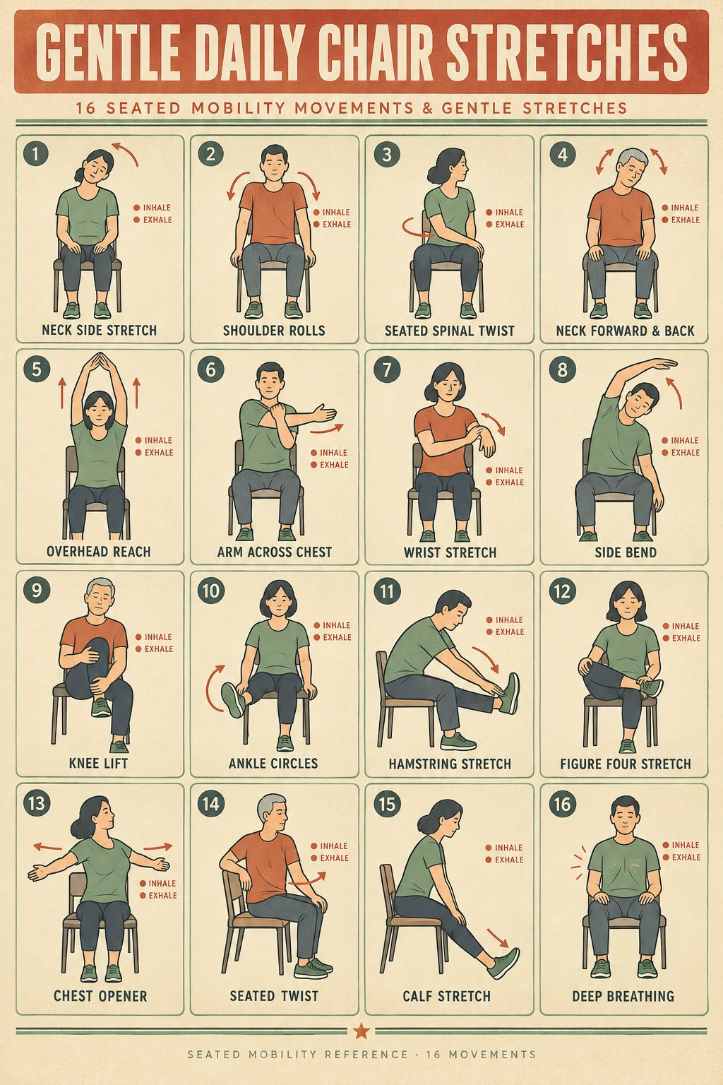 Gentle Daily Chair Stretches Poster, Seated Mobility Exercise Chart